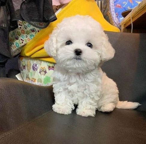 Niedliche Maltipoo-Welpen
