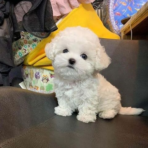 Niedliche Maltipoo-Welpen