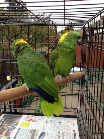 Velmi mazliví ochočení amazonští papoušci žlutohlaví