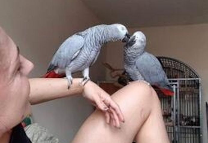 Graupapageien zu verkaufen – inklusive Käfig