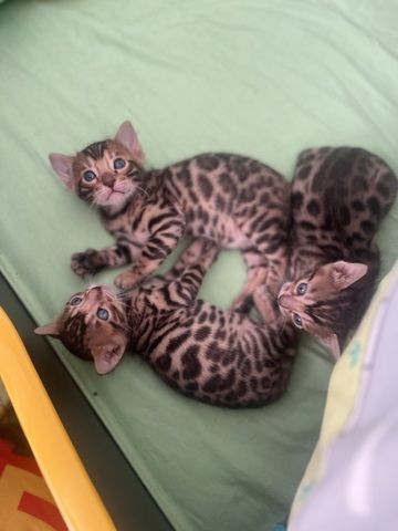 Exklusive Bengal Kitten mit traumhaftem Rosettenmuster – Abgabe ab Ende Juni