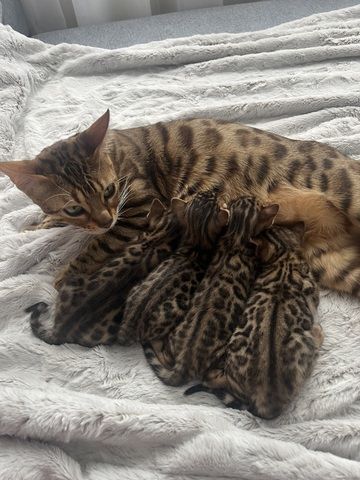 Exklusive Bengal Kitten mit traumhaftem Rosettenmuster – Abgabe ab Ende Juni