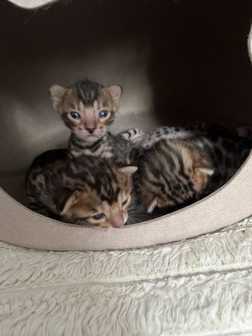 Exklusive Bengal Kitten mit traumhaftem Rosettenmuster – Abgabe ab Ende Juni