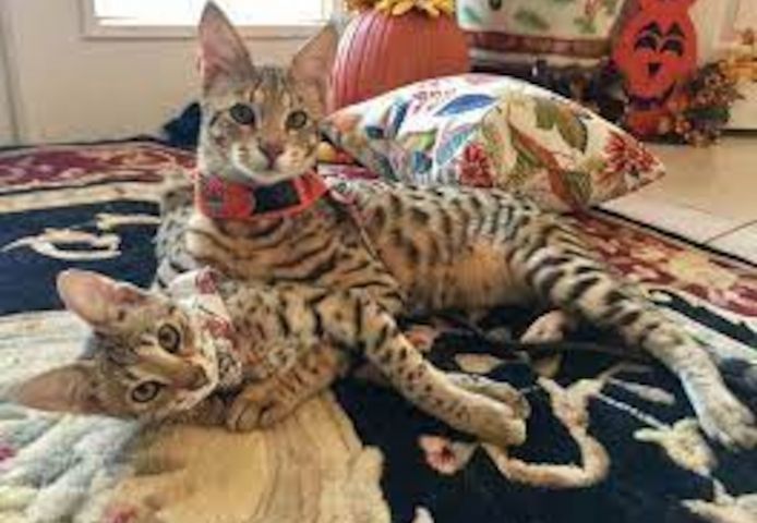 F2 Savannah Kätzchen verfügbar