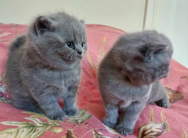 BHK Britisch Kurzhaar (männlich und weiblich)