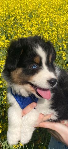 Australian Shepherd-Welpen suchen ab 01.05.2026 ihr für-immer-Zuhause