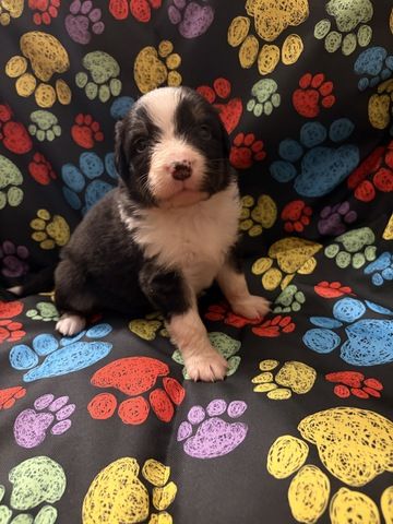 10 Supersüsse Australian Shepherd Welpen suchen zum 29.05.2026 ihr Für-immer-Zuhause