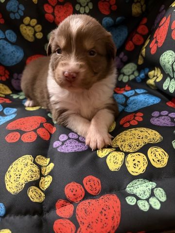 10 Supersüsse Australian Shepherd Welpen suchen zum 29.05.2026 ihr Für-immer-Zuhause
