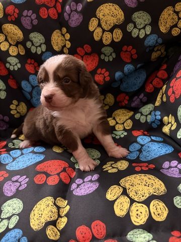 10 Supersüsse Australian Shepherd Welpen suchen zum 29.05.2026 ihr Für-immer-Zuhause
