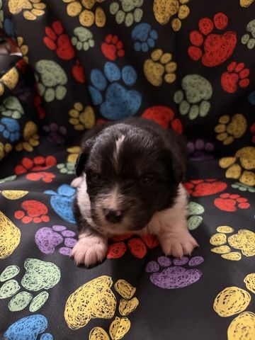 10 Supersüsse Australian Shepherd Welpen suchen zum 29.05.2026 ihr Für-immer-Zuhause