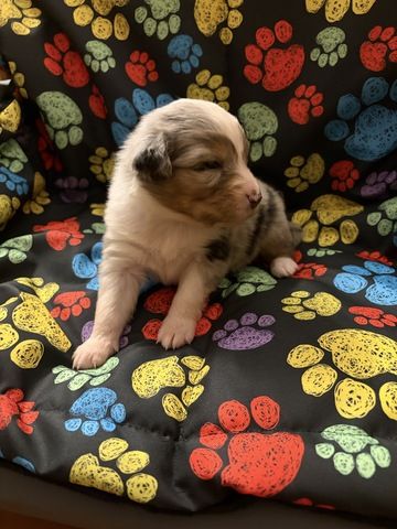 10 Supersüsse Australian Shepherd Welpen suchen zum 29.05.2026 ihr Für-immer-Zuhause