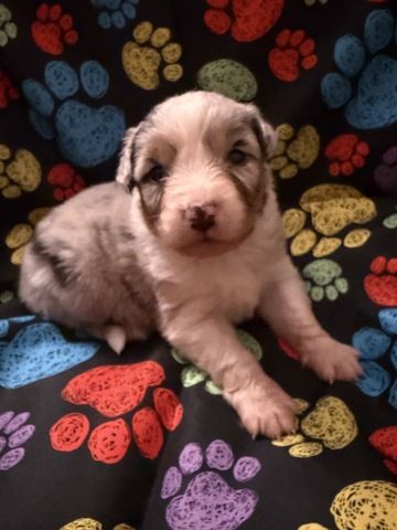10 Supersüsse Australian Shepherd Welpen suchen zum 29.05.2026 ihr Für-immer-Zuhause