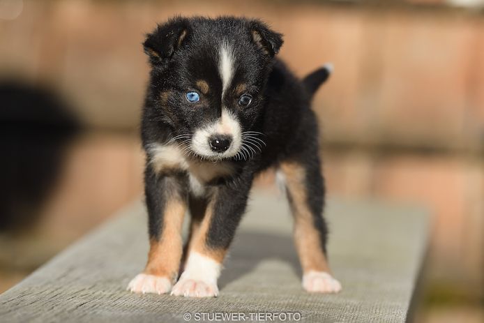 Süsse Australian Shepherd-Welpen suchen ihr Für-Immer-Zuhause ab 22.04.2026