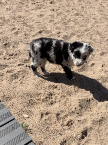 Zuhause gesucht für supersüsse Australian Shepherd Welpen zum 05.05.2026