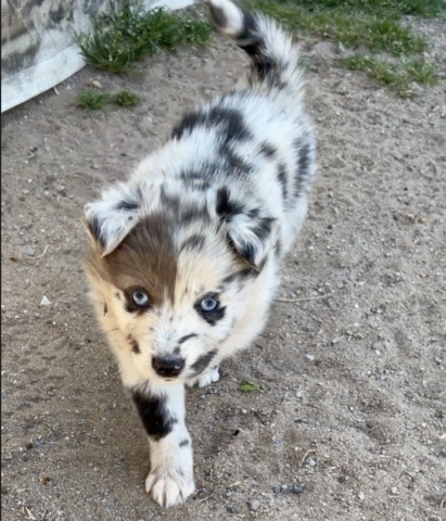 Zuhause gesucht für supersüsse Australian Shepherd Welpen zum 05.05.2026