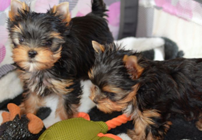 Miniatur-Yorkshire-Terrier-Welpen