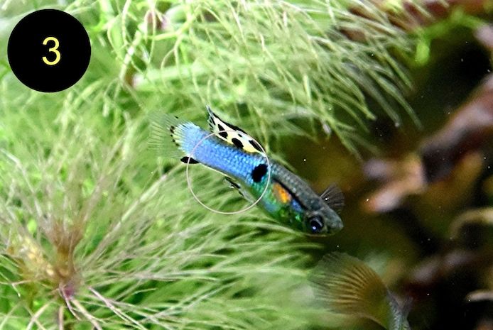 Endler, Guppy, Tiger, Japan Blue, Snake Skin, Wild