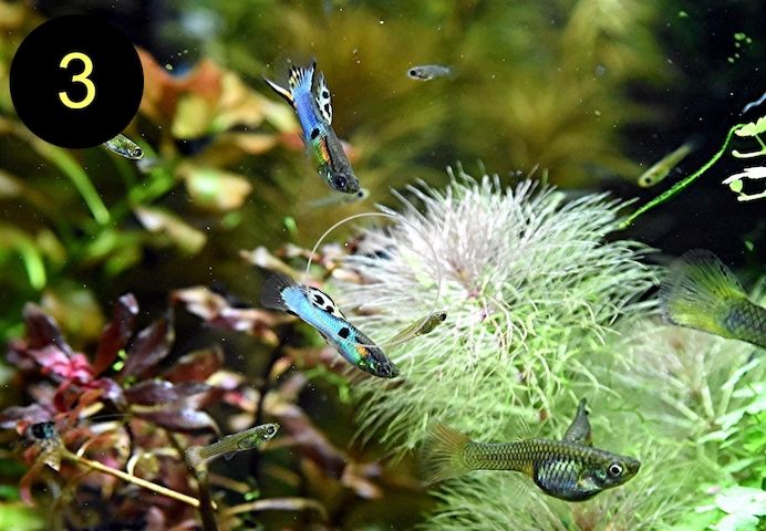 Endler, Guppy, Tiger, Japan Blue, Snake Skin, Wild