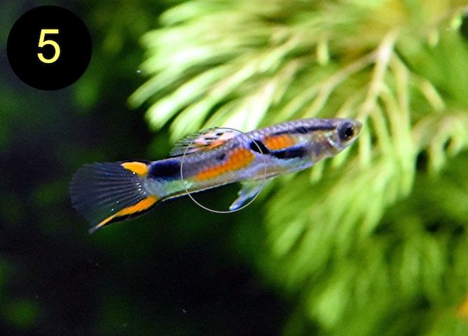 Endler, Guppy, Tiger, Japan Blue, Snake Skin, Wild