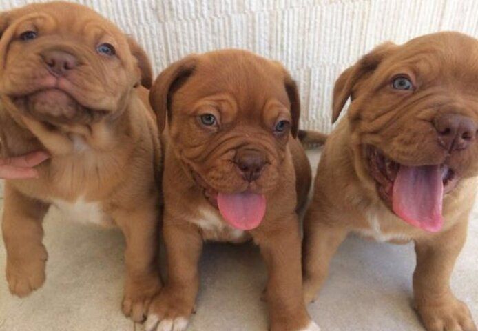 Dogue de Bordeaux Welpen (Rüden und Hündinnen)