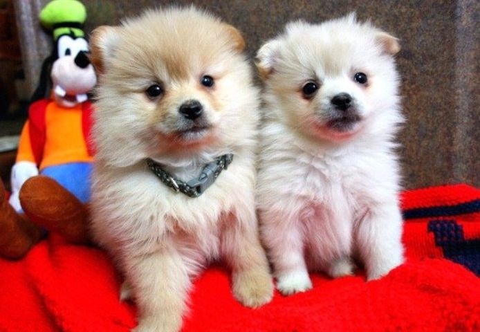 Wunderschöne Pomeranian-Welpen