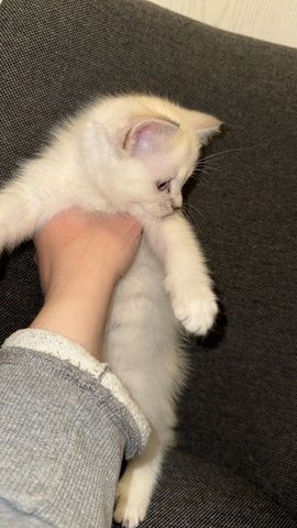 Zuckersüßes Baby-Kätzchen (weiblich) sucht ein liebevolles Zuhause 🐾