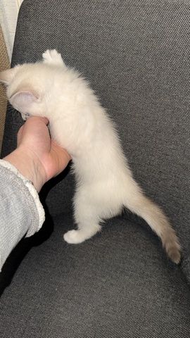 Zuckersüßes Baby-Kätzchen (weiblich) sucht ein liebevolles Zuhause 🐾