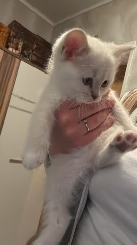 Zuckersüßes Baby-Kätzchen (weiblich) sucht ein liebevolles Zuhause 🐾