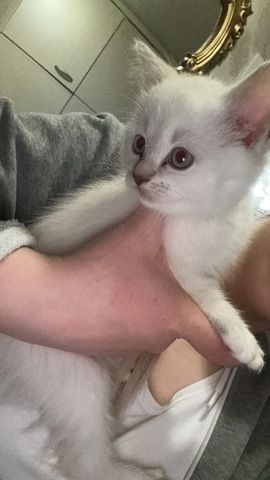 Zuckersüßes Baby-Kätzchen (weiblich) sucht ein liebevolles Zuhause 🐾