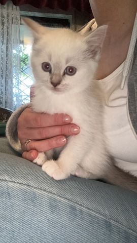 Zuckersüßes Baby-Kätzchen (weiblich) sucht ein liebevolles Zuhause 🐾