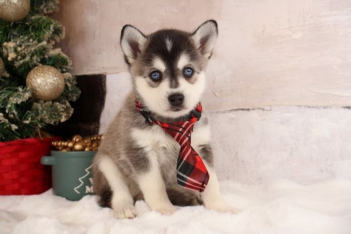 Alaskan Klee Kai Welpe zu verkaufen.