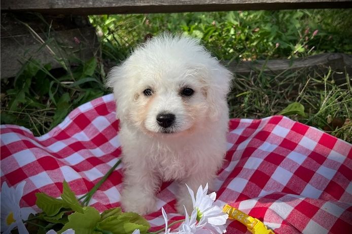 Bichon-Frisé-Welpen zu verkaufen.