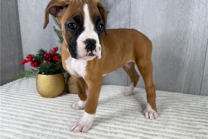 Ein sehr freundliches und energiegeladenes Boxer-Welpenmädchen!