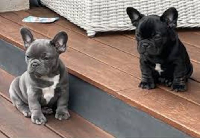 Das süßeste Französische-Bulldogge-Welpenmädchen sucht ein Zuhause.