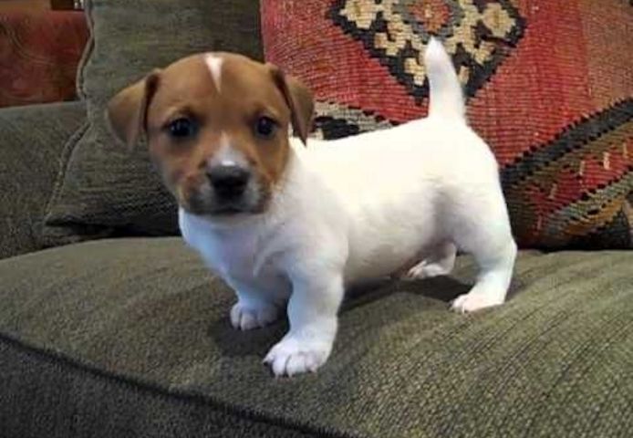 Jack Russell Terrier-Welpen zur Vermittlung.