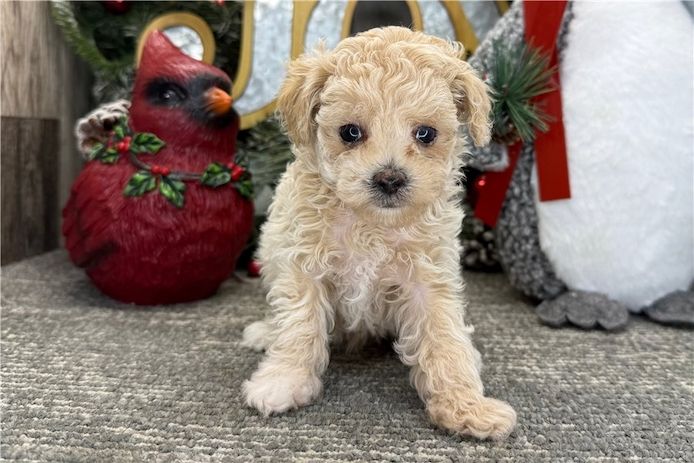 Pudel-Welpen (Rüden und Hündinnen) verfügbar.
