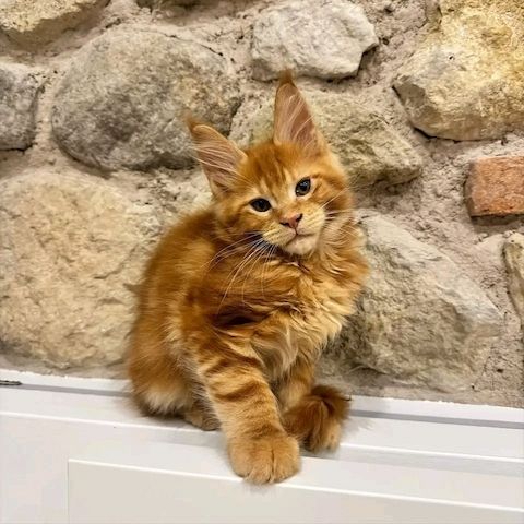 MAINE COON KITTEN mit Stammbaum