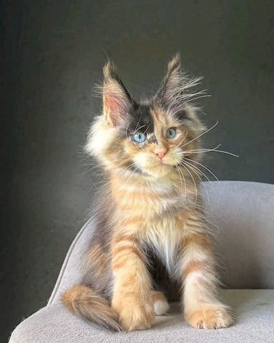 MAINE COON KITTEN mit Stammbaum