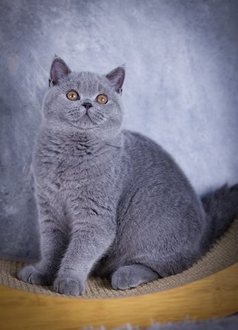 BKH Kitten Männchen und Weibchen