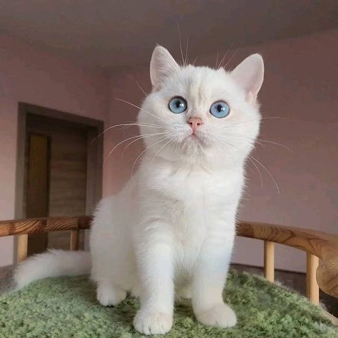 BKH Kitten Männchen und Weibchen