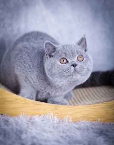 BKH Kitten Männchen und Weibchen