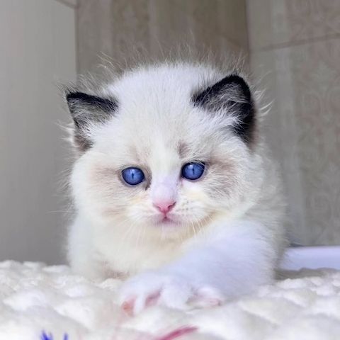 Ragdoll Kitten suchen ein neues Zuhause