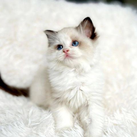 Ragdoll Kitten suchen ein neues Zuhause