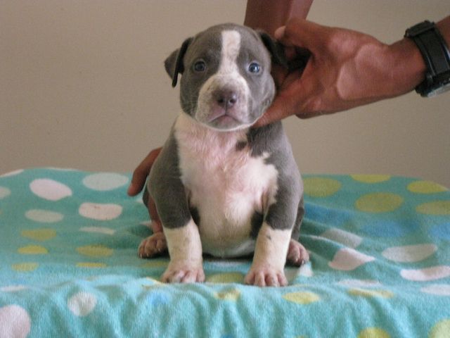 American Blue-Line Pit Bull Terrier Welpen