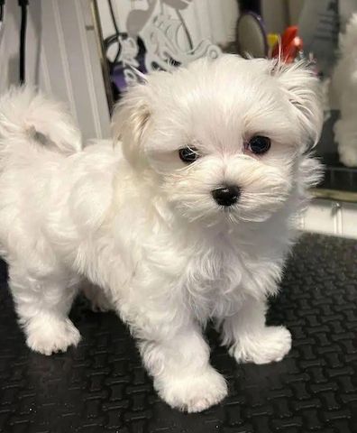 Malteser Welpen suchen ein liebevolles Zuhause