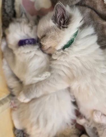 GCCF-registrierte Ragdoll-Kätzchen – Champion-Blutlinie ✨