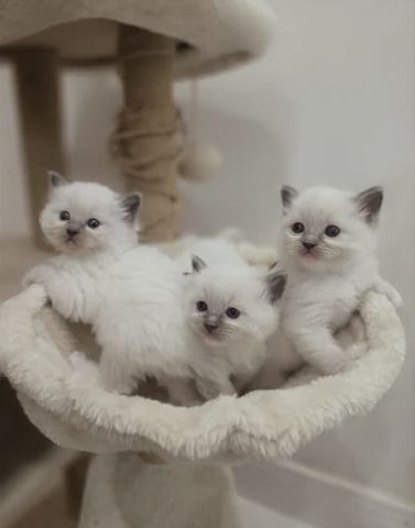 GCCF-registrierte Ragdoll-Kätzchen – Champion-Blutlinie ✨