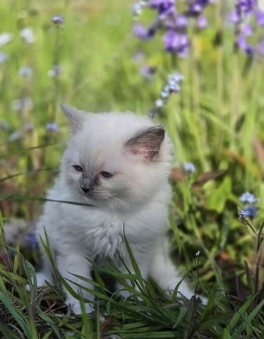 GCCF-registrierte Ragdoll-Kätzchen – Champion-Blutlinie ✨