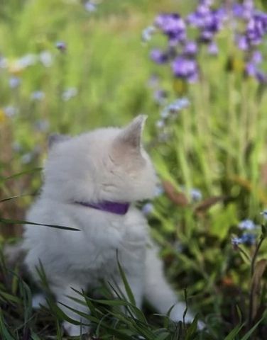 GCCF-registrierte Ragdoll-Kätzchen – Champion-Blutlinie ✨