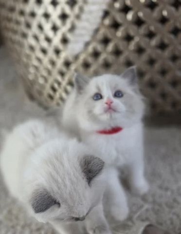 GCCF-registrierte Ragdoll-Kätzchen – Champion-Blutlinie ✨